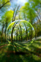 A beech woodland in spring with bluebells through a fish-eye lens, Cardiff, South Wales, UK, seen through a floating crystal ball