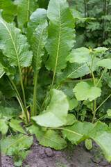 Horseradish (Armoracia rusticana) - green leaves
