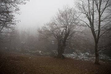 Landscape with beautiful fog in forest on hill or Trail through a mysterious winter forest with autumn leaves on the ground. Road through a winter forest. Magical atmosphere. Azerbaijan nature