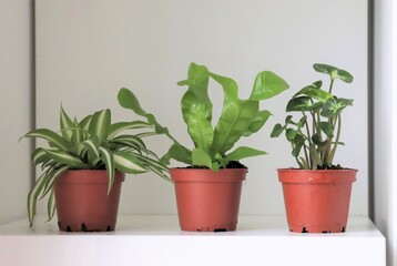 Three small house plants growing in a row on a white shelf at home. The house plants are a spider plant, a bird's nest fern and an arrowhead plant.