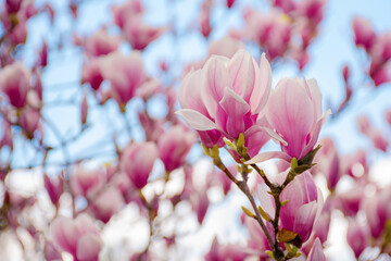 magnolia blossom on a sunny springtime day. pink flowers on the twigs in bright light. harmony and...