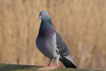 Close up of a wild pigeon, rock dove (Columba livia).