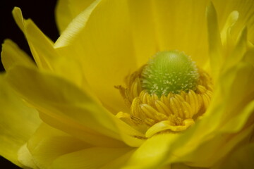 Beautiful yellow flower - Anemone coronaria (Poppy Anemone)