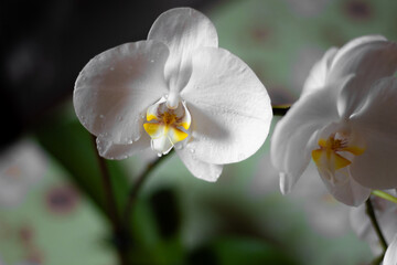 Orchidea Bianca