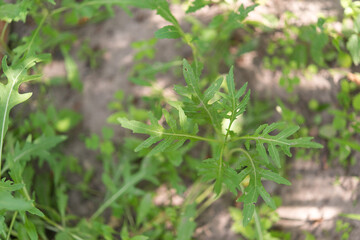 Rucola (Arugula) , plant in the garden