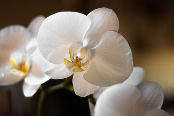 Fototapeta na wymiar Orchidea Bianca