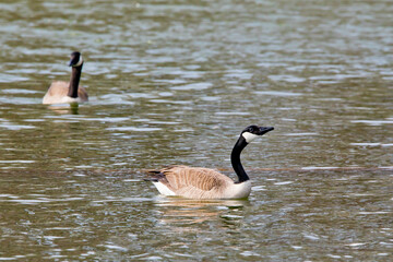 Canada goose in the water looking up with neck curved. 