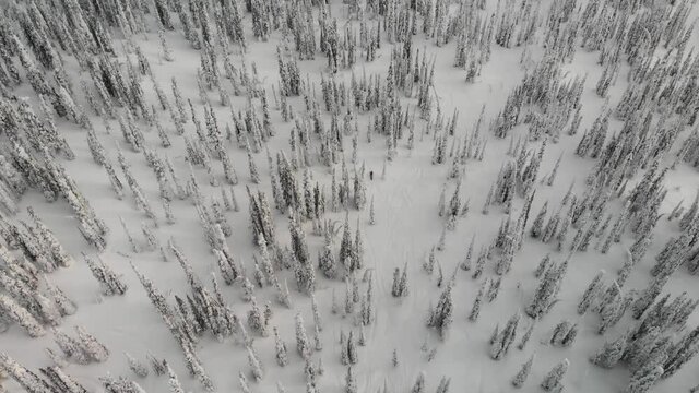 Drone top view of a snowmobile riding through a snowed and leafy coniferous forest in Canada.