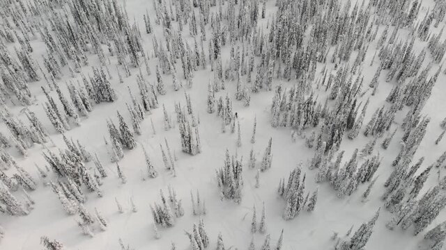 Drone view of a snowmobile riding through snowed woods in Revelstoke, Canada.