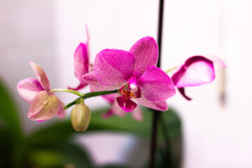 Fototapeta na wymiar Orchidea Rosa
