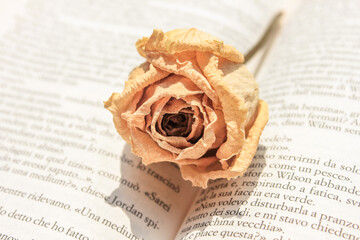 Rosa secca su un libro