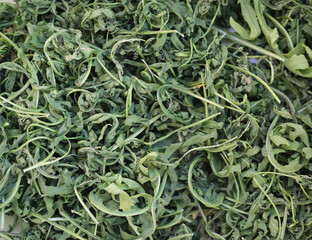 Arugula. Dried leaves of arugula large close-up.