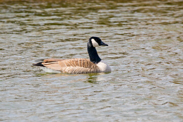 Side view of  country goose branta canadensis in water looking right