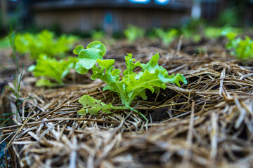 growth fresh vegetable salad garden at organic farm. Argiculture concept.
