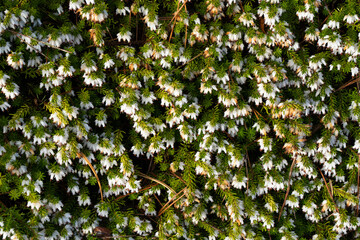 A pattern shot of Erica carnea, Springwood White, on the Oregon coast