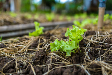 growth fresh vegetable salad garden at organic farm. Argiculture concept.