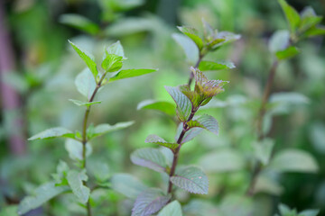 Mint, a plant in the garden