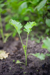 Kale (Latin Brassica oleracea var.sabellica) in the garden