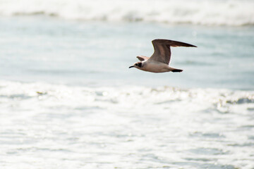 Gaviotas en el Pacífico.