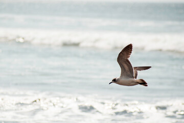 Gaviotas en el Pacífico.