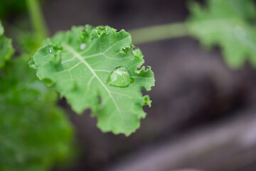 Kale (Latin Brassica oleracea var.sabellica) in the garden