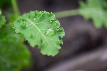 Kale (Latin Brassica oleracea var.sabellica) in the garden