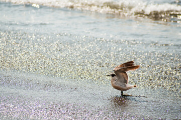 Gaviotas en el Pacífico.