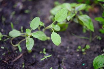 Sage officinalis (Salvia officinalis) - stages of growth
