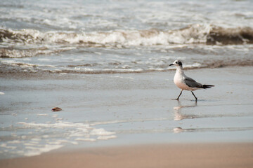 Gaviotas en el Pacífico.