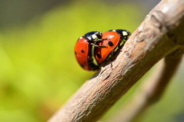 Two ladybugs met on a branch in the spring.