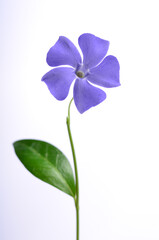 Fototapeta na wymiar One purple periwinkle on a white background
