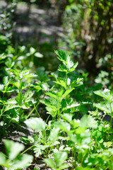 Fototapeta na wymiar Celery (Apium graveolens) - leaves in the garden