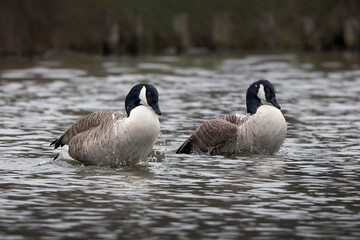 synchronised splashing
