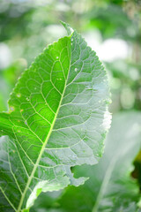 Horseradish (Armoracia rusticana) - green leaves