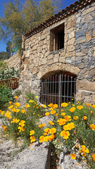 Fototapeta na wymiar Yellow California poppies on a stone building background. No people, sunny spring day, old building 