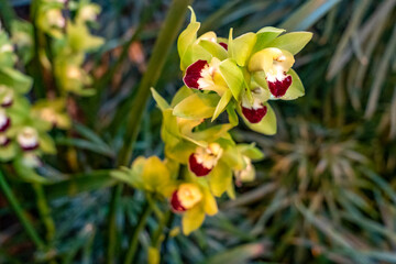 Obraz premium rare orchid phalaenopsis close-up in a greenhouse