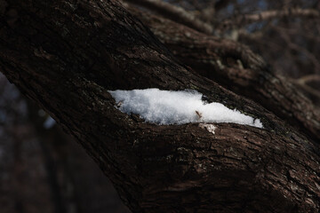 The threshold of spring - the last snow in the hidden folds of the tree trunk