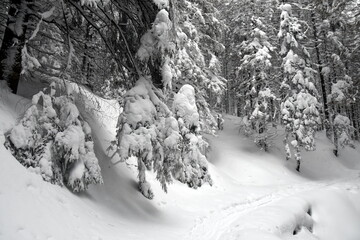 zima w Tatrach, Zakopane, atak zimy, opady śniegu, śnieżyca - obrazy, fototapety, plakaty