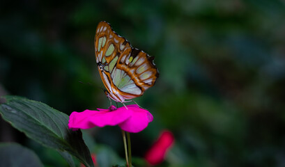 Fototapeta na wymiar A Malachite butterfly (Siproeta stelenes) on a pink flower.