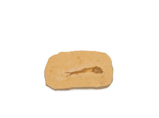 closeup of a fossilized petrified fish dinosaur fossil remains in stone with details of the skeleton with skull and bones