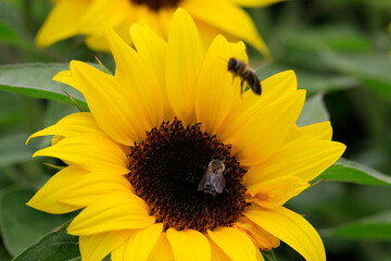 Sonnenblume (Helianthus annuus) Blumenbeet mit gelben Blüten