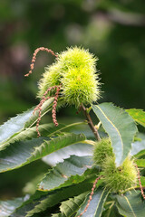 Edelkastanie (Castanea sativa) auch Esskastanie, Pflanze mit Früchte