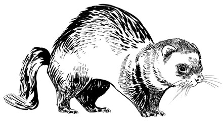 line drawing of a Ferret
