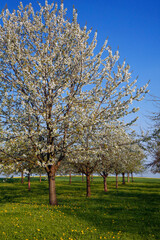 Obraz premium Obstbäume in Blüte, Frühling, Obststreuwiesen