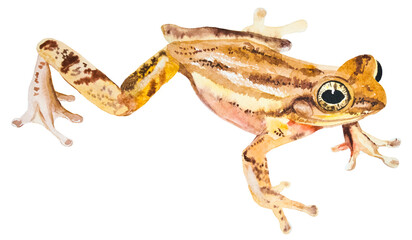 watercolor drawing of frog