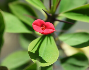 a beautiful houseplant with a red flower in the shape of lips. soft focus