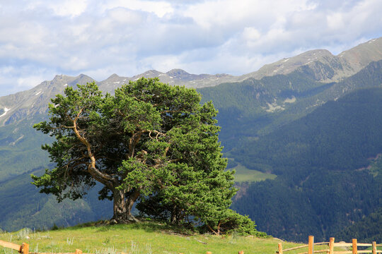 Zirbelkiefer (Pinus cembra) Baum am Hang, Südtirol, Italien, Europa