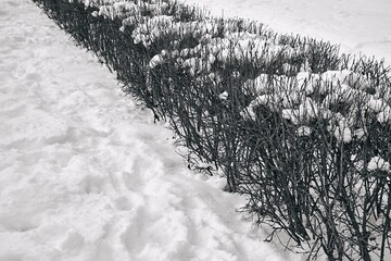 row of bushes closeup and under snow in winter