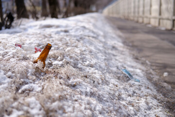 Thawed bottle in the snow in spring, side view, garbage, ecology