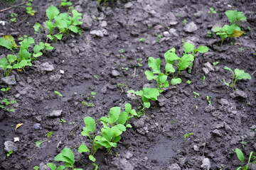 Lettuce (Lactuca sativa), a plant in the garden